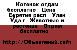 Котенок отдам бесплатно › Цена ­ 0 - Бурятия респ., Улан-Удэ г. Животные и растения » Отдам бесплатно   